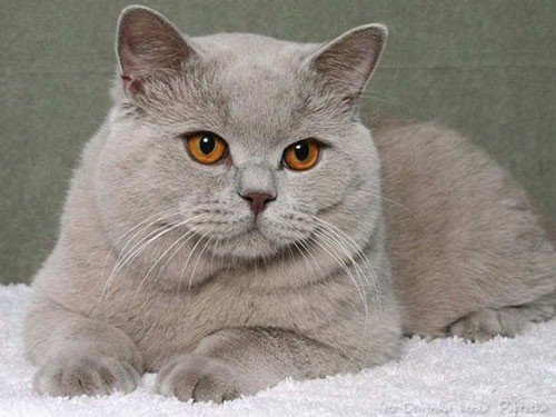 For cat lovers: Here are the best types of domestic cats!