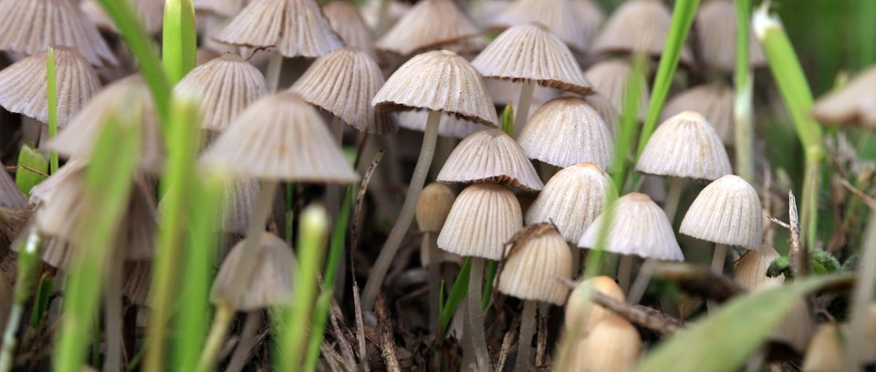 How Do Magic Mushrooms Work?