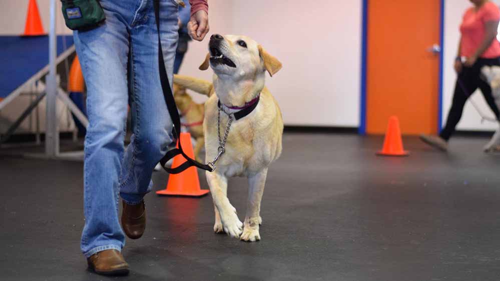 Dog Training Phoenix | Agility | Obedience | Puppy | Zoom Room Dog Training